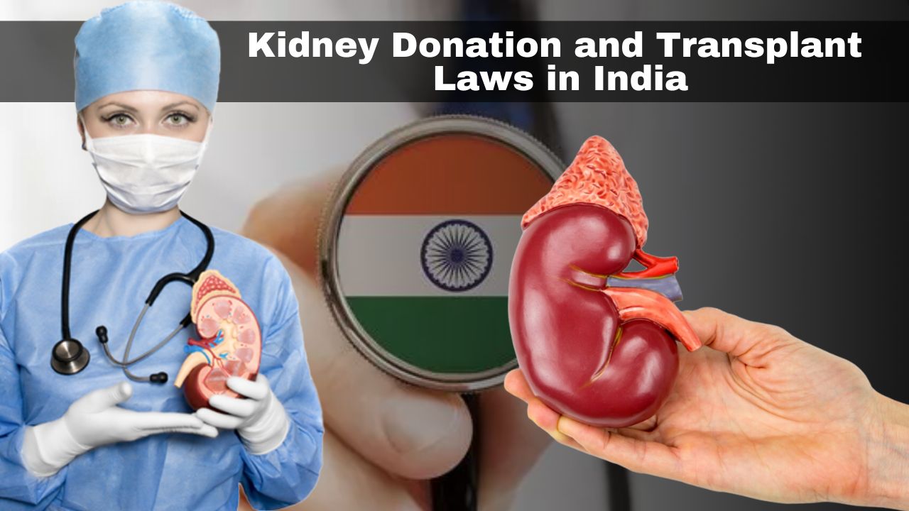 Kidney Donation and Transplant Laws in India